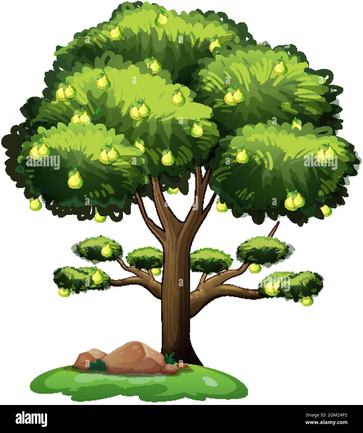 Pear fruit tree isolated on white background illustration Stock Vector ...