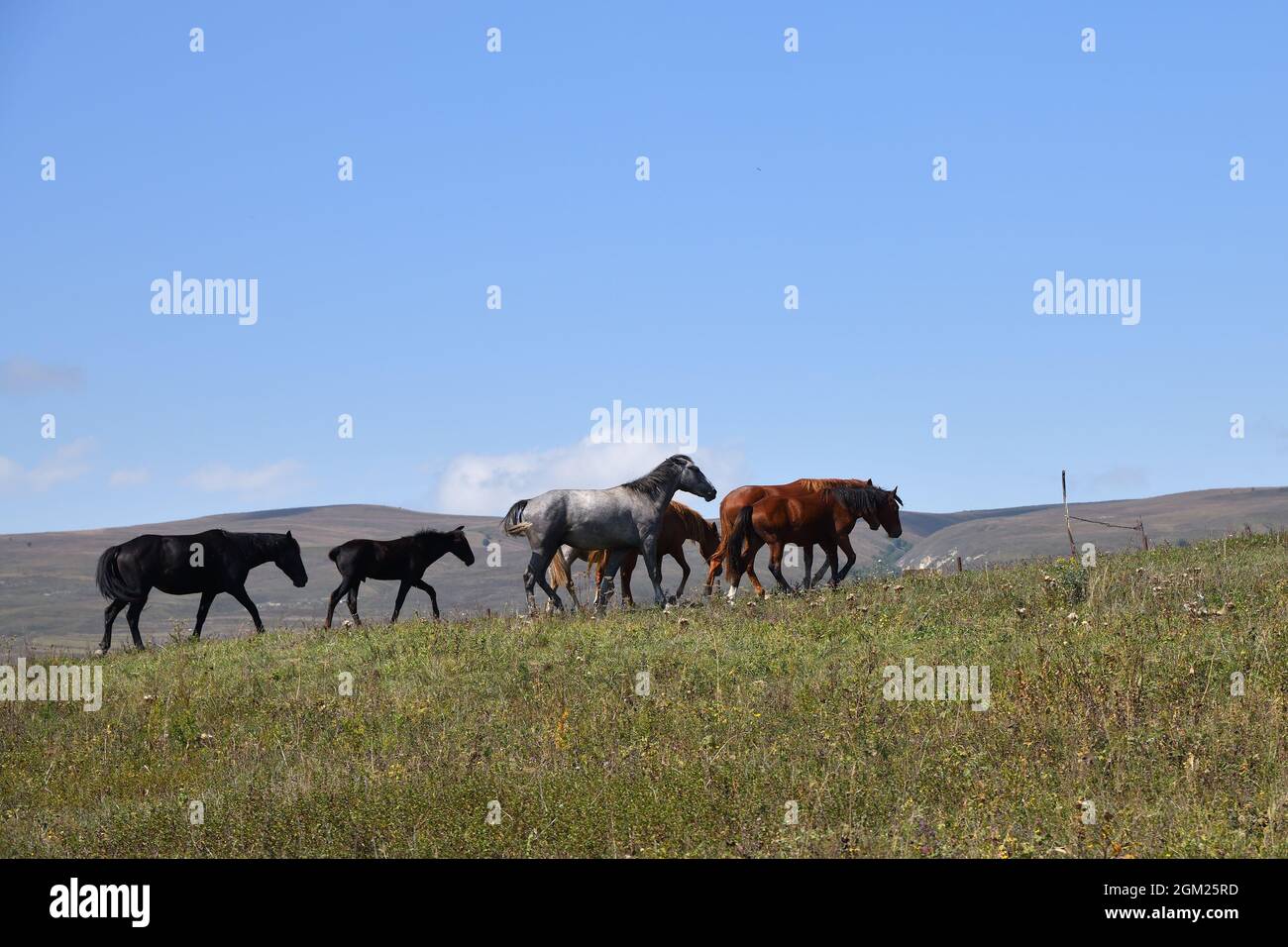 Horse herd grazing on Caucasus alpine meadow in mountains in Chechnya, Russia. Vedeno district of the Chechen Republic Stock Photo
