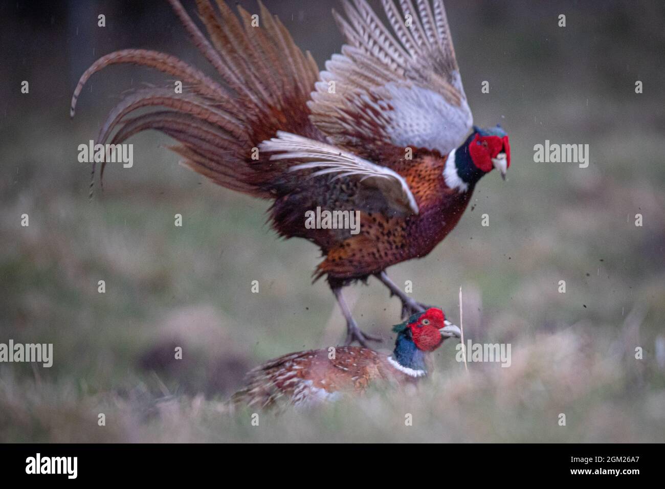 Scottish Birds Stock Photo