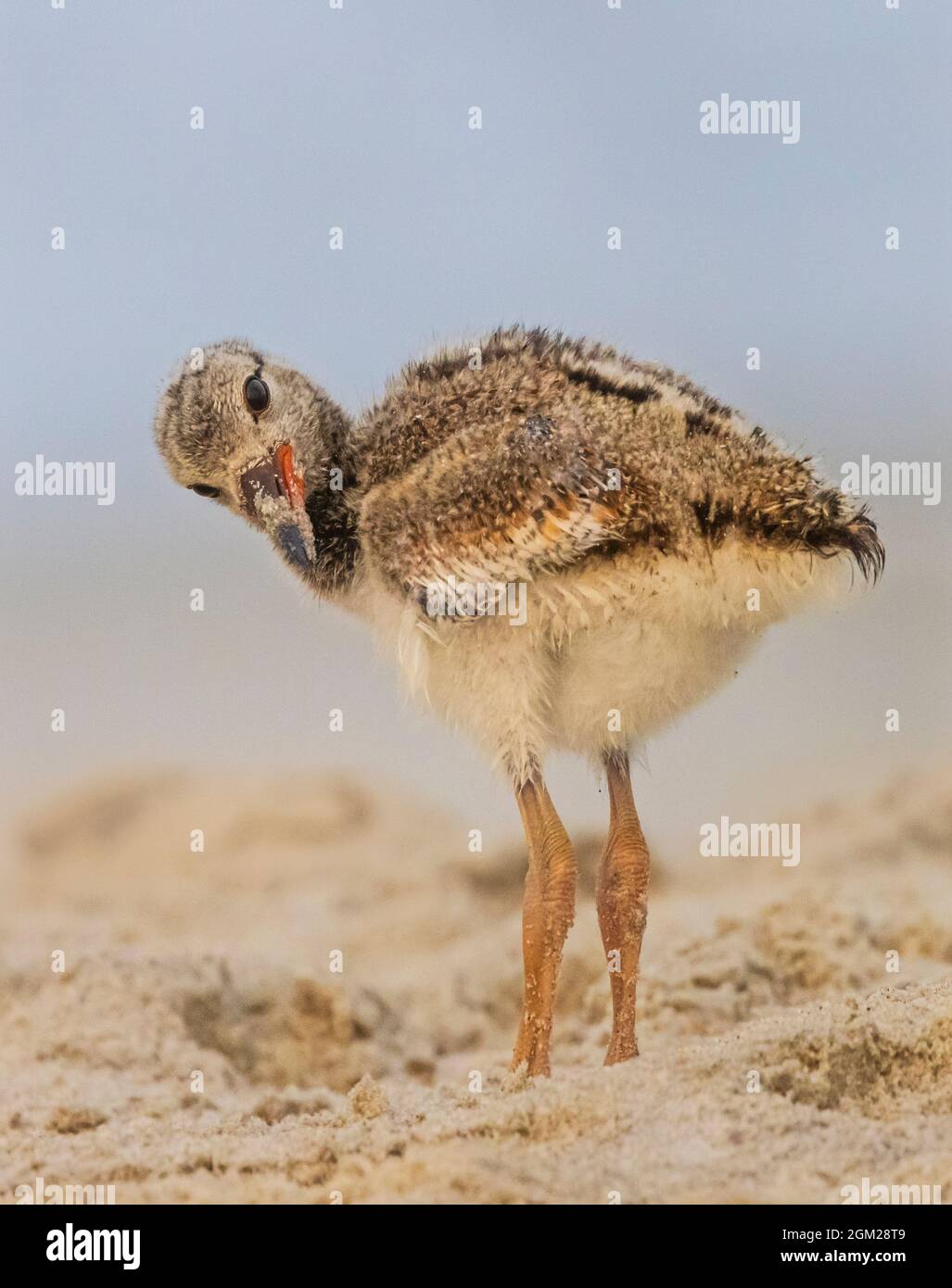 Oystercatcher Chick Oystercatcher chick on the sand by the water