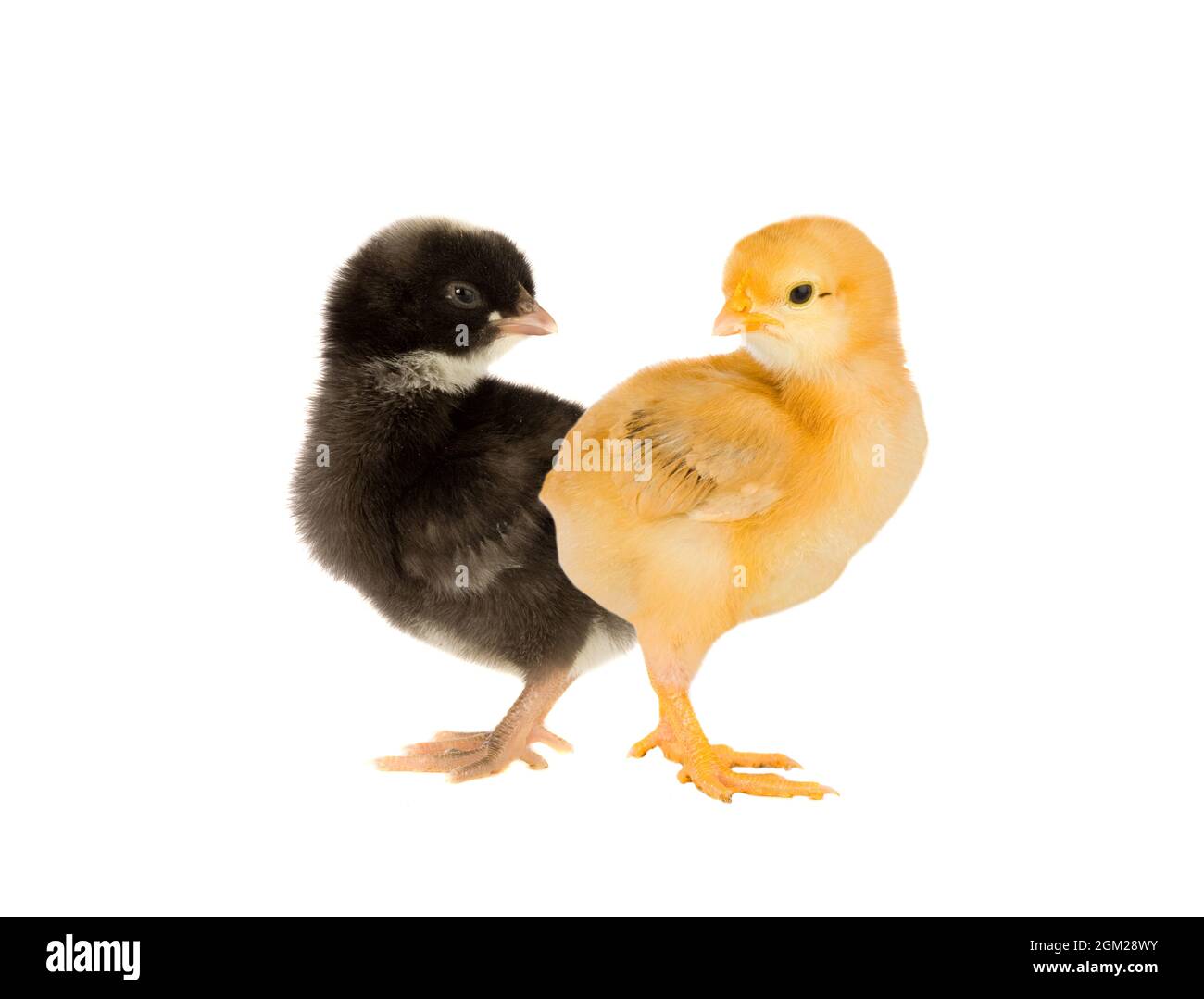 Yellow and black chicken isolated on a white background Stock Photo