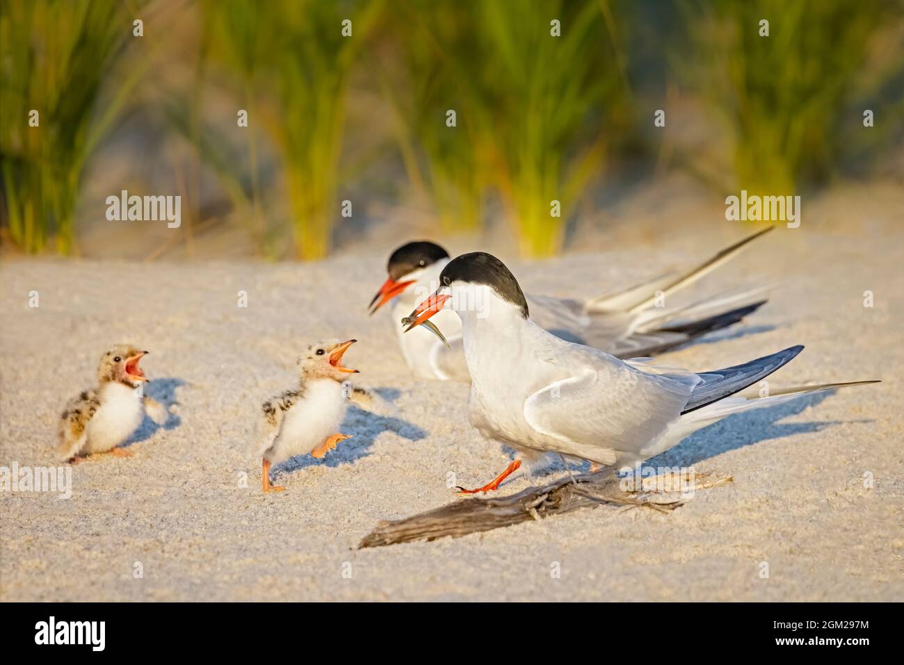 Common Tern Family Dad Returns Back With A Fish For The Recently