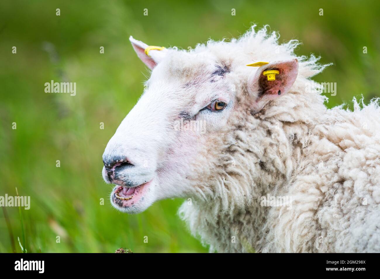 Sheep (Ovis aries), in Runde island, Norway Stock Photo