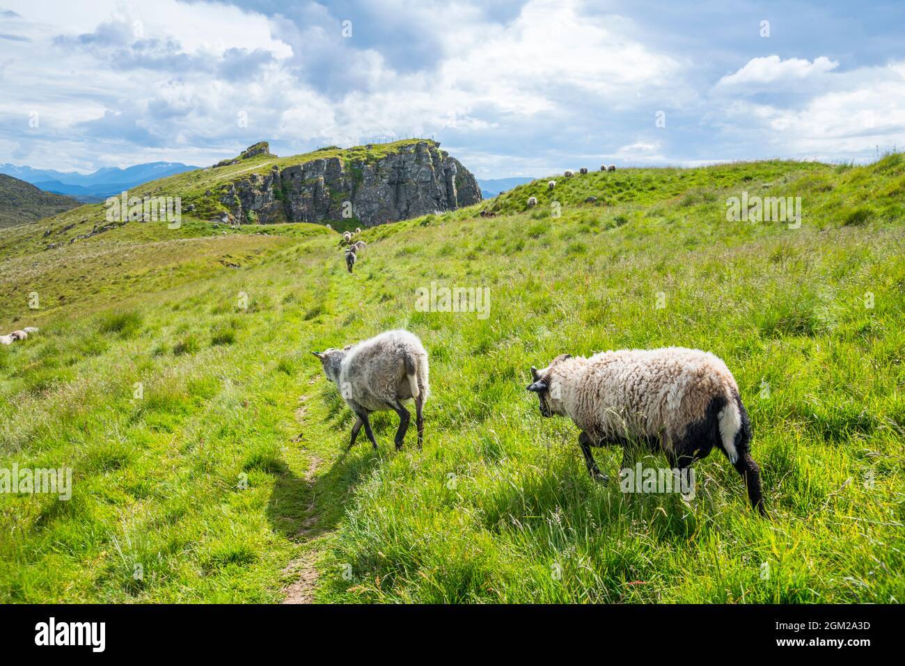 Sheep (Ovis aries), in Runde island, Norway Stock Photo