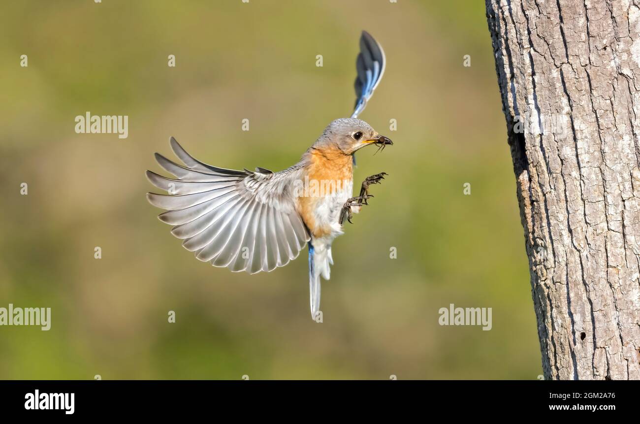 Eastern Bluebirds - Female Eastern Bluebird in flight brings a spider