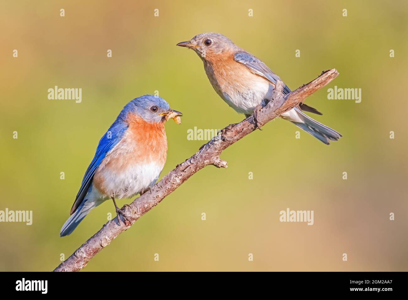 Eastern Bluebirds - Male and female Bluebird couple perched on a branch