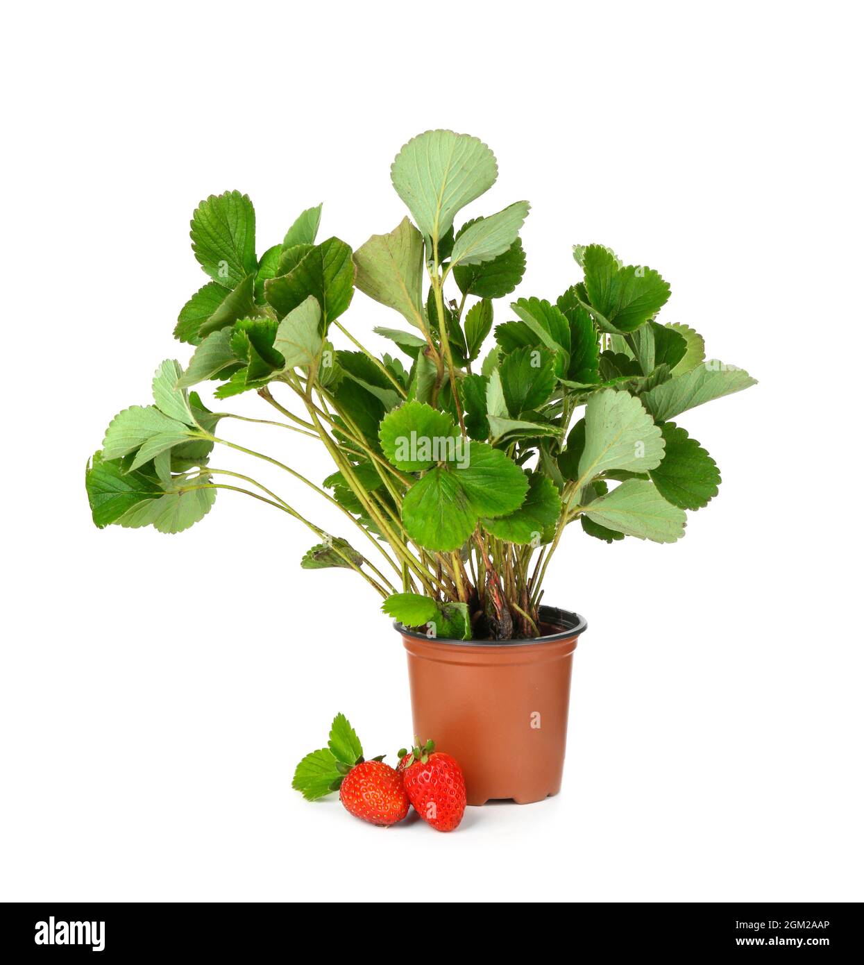 Strawberry bush in pot, isolated on white Stock Photo Alamy