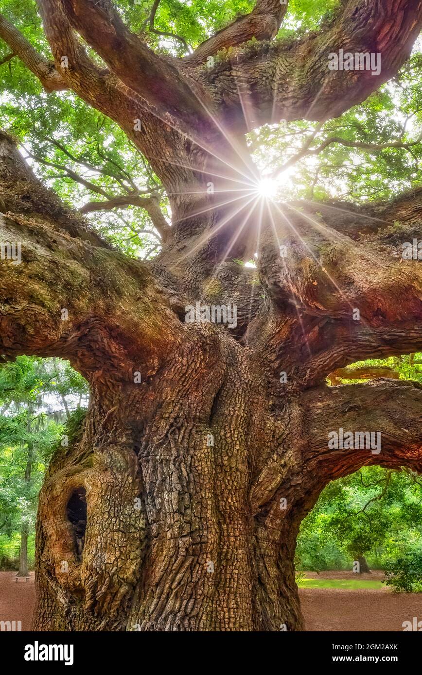 Angel Oak Tree Star SC The Angel Oak Tree (Quercus virginiana) is