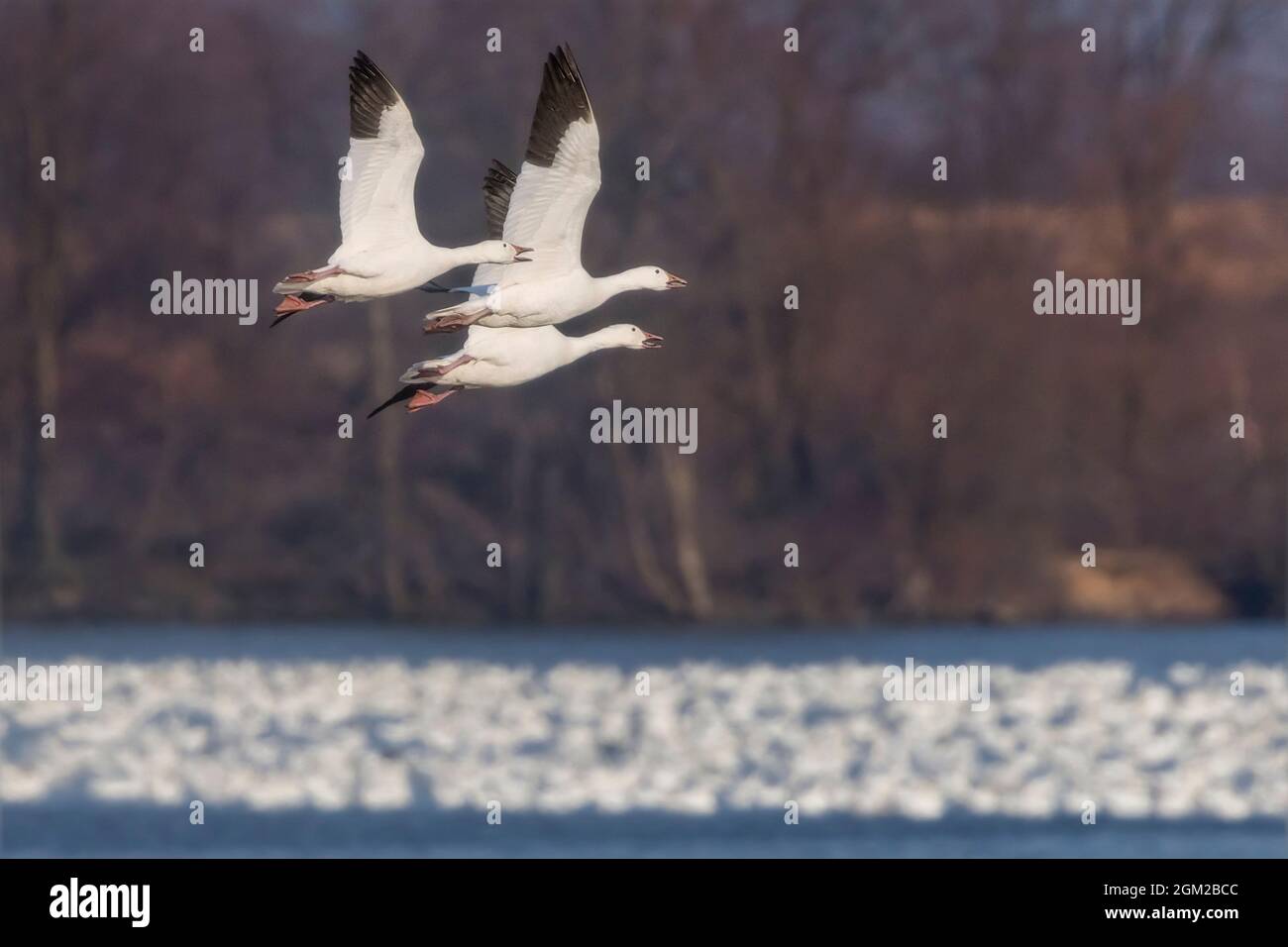 Trio Of Snow Geese In Flight - A specatacular view of approximately thousands of Snow Geese in the water and three in flight during migration to their Stock Photo