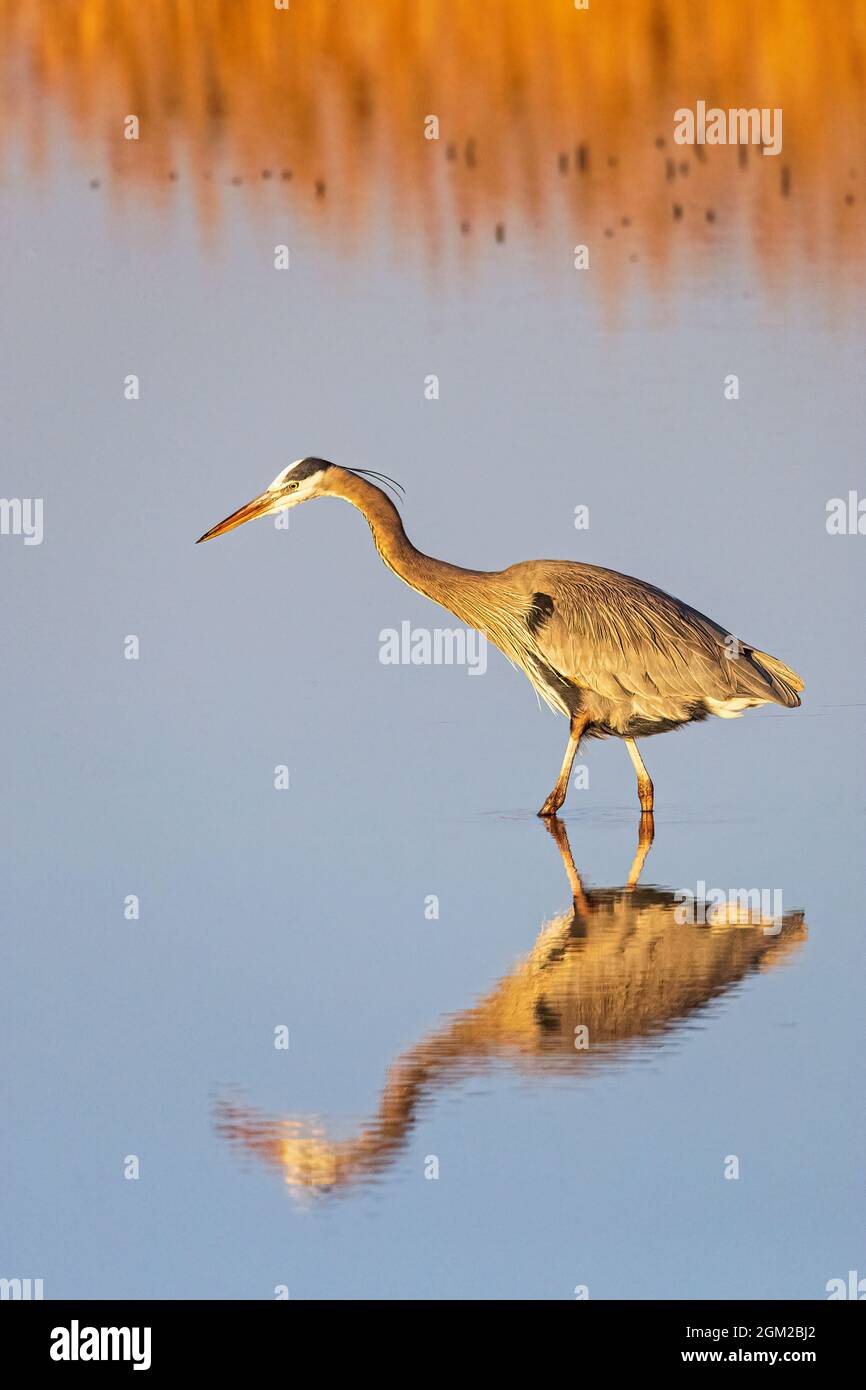 Great Blue Heron - A GBH is reflected in still blue waters while he is fishing. The beautiful golden light of the setting sun bathes him and his envir Stock Photo