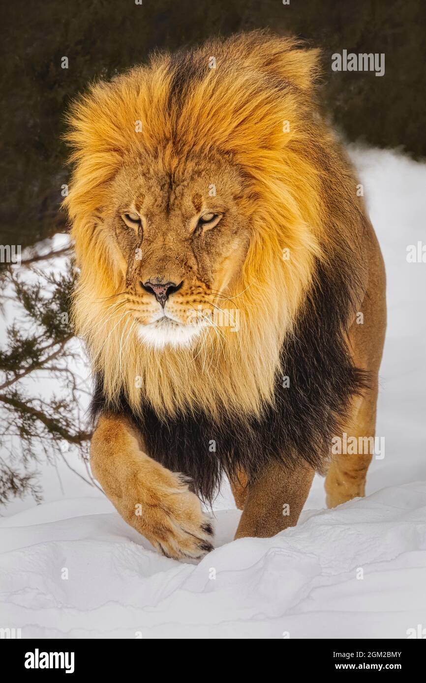 Zan King Of The Jungle