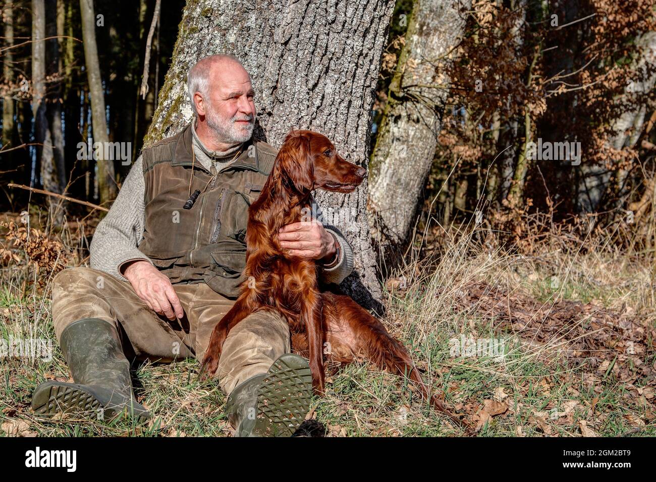 Old man who loves nature, sits in the beautiful spring sun outside in the forest at a tree and holds his young Irish Setter in his arm. Stock Photo