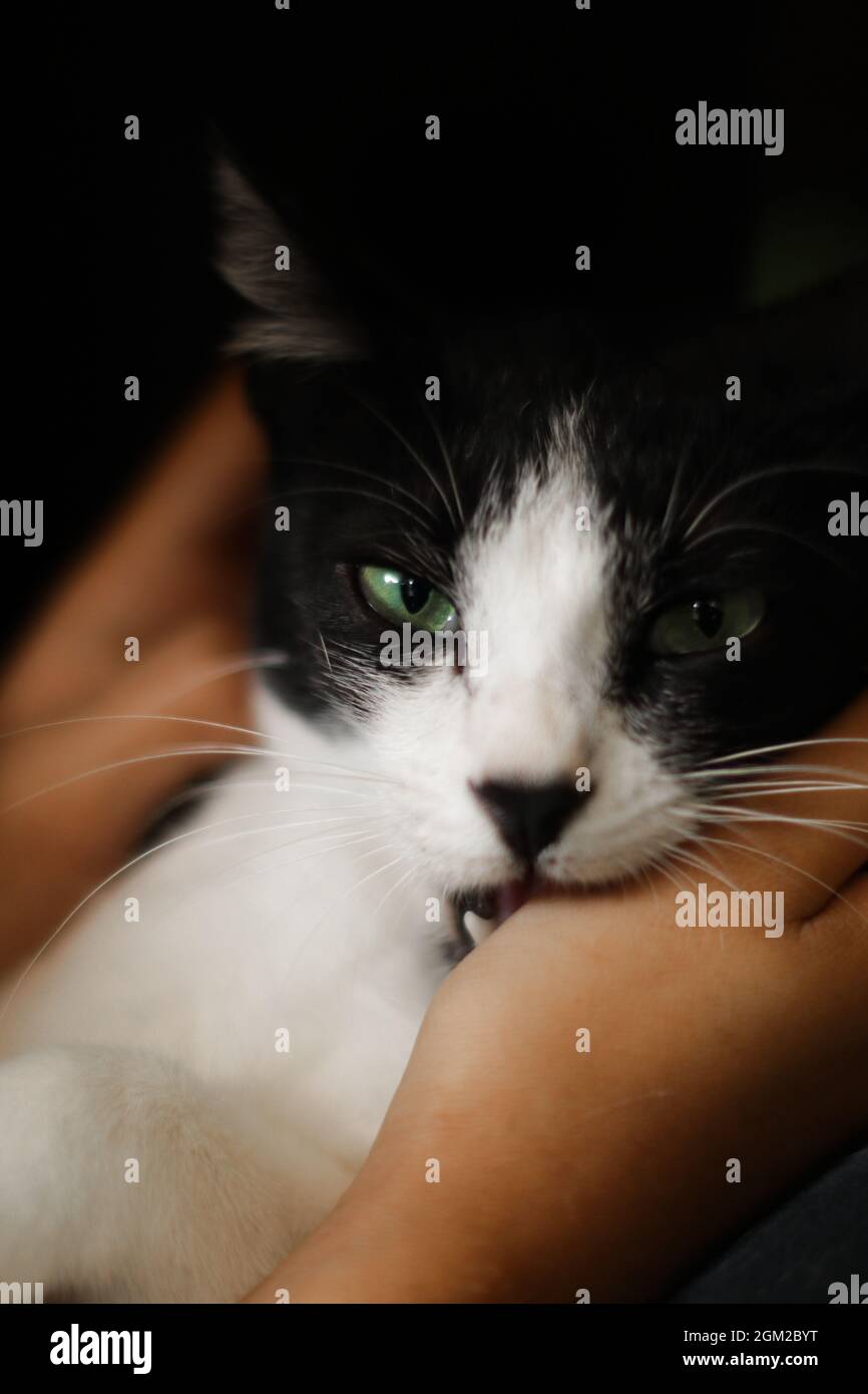 portrait of an adorable black and white pussy pet cat with beautiful green  eyes biting the hand of a person Stock Photo - Alamy