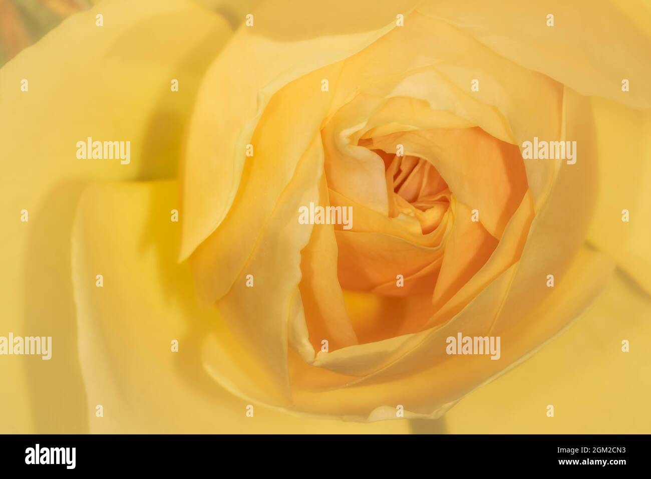 Month Of June Flower