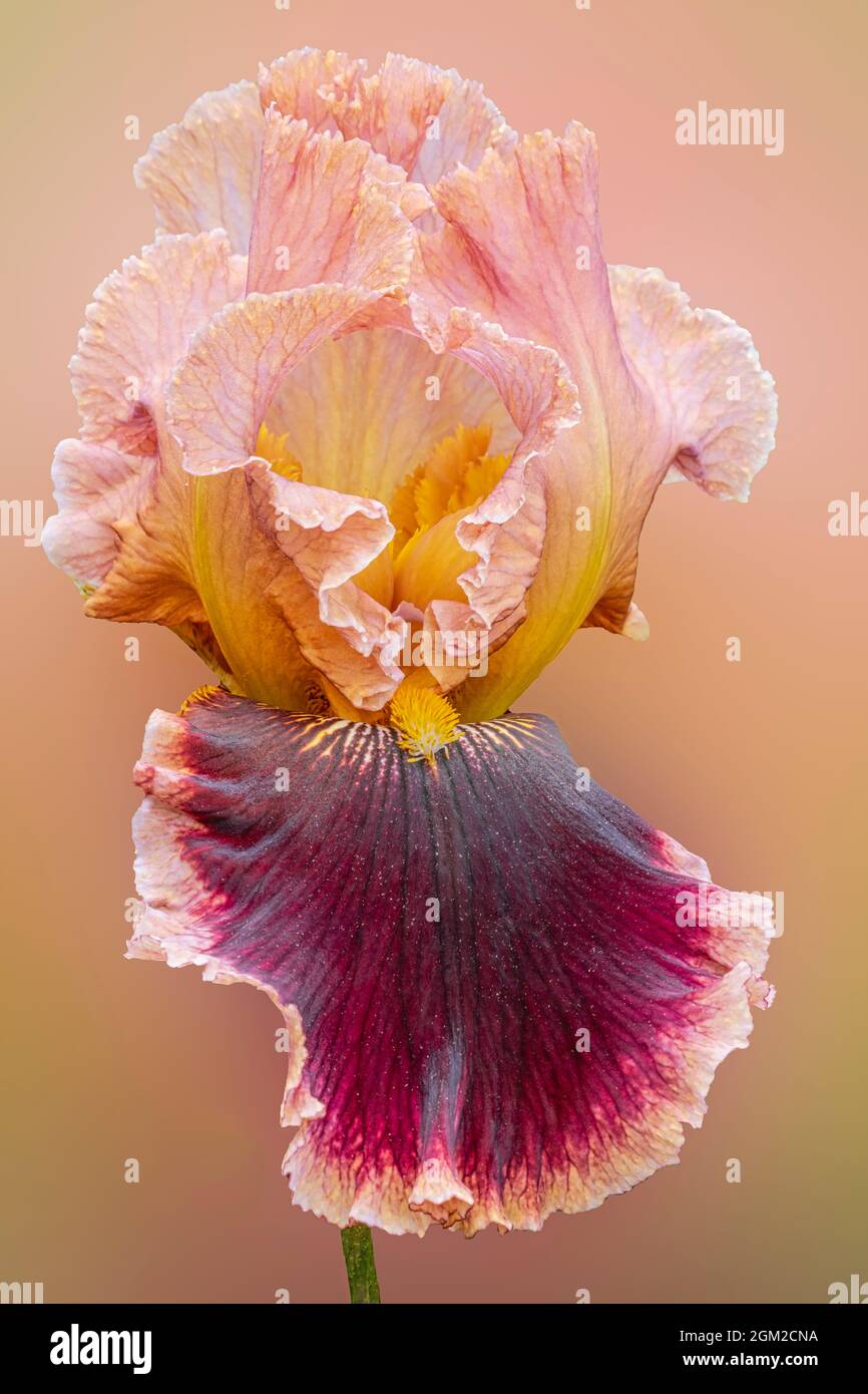 Iris Beauty - Isolated Bearded Iris Flower In Garden.  Gracious burgundy and peach Bearded Iris flower against a soft  colorful floral garden backgrou Stock Photo