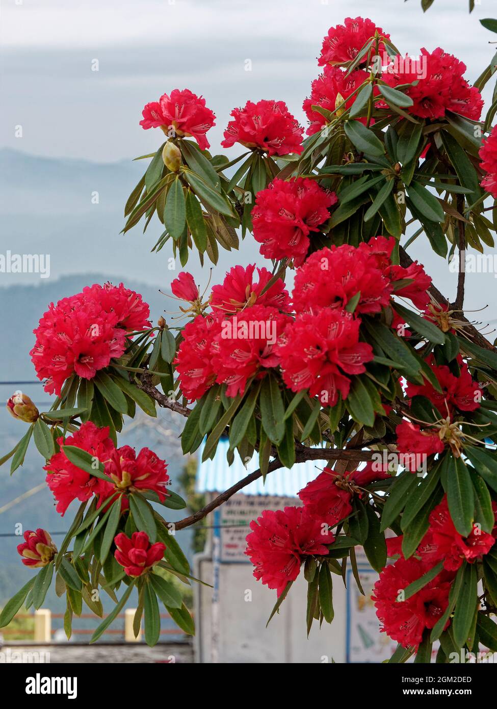 Red flowers Rhododendron ( Ericaceae) in Himalayan mountain at Kausani state Uttarakhand India March 11 2020 Stock Photo