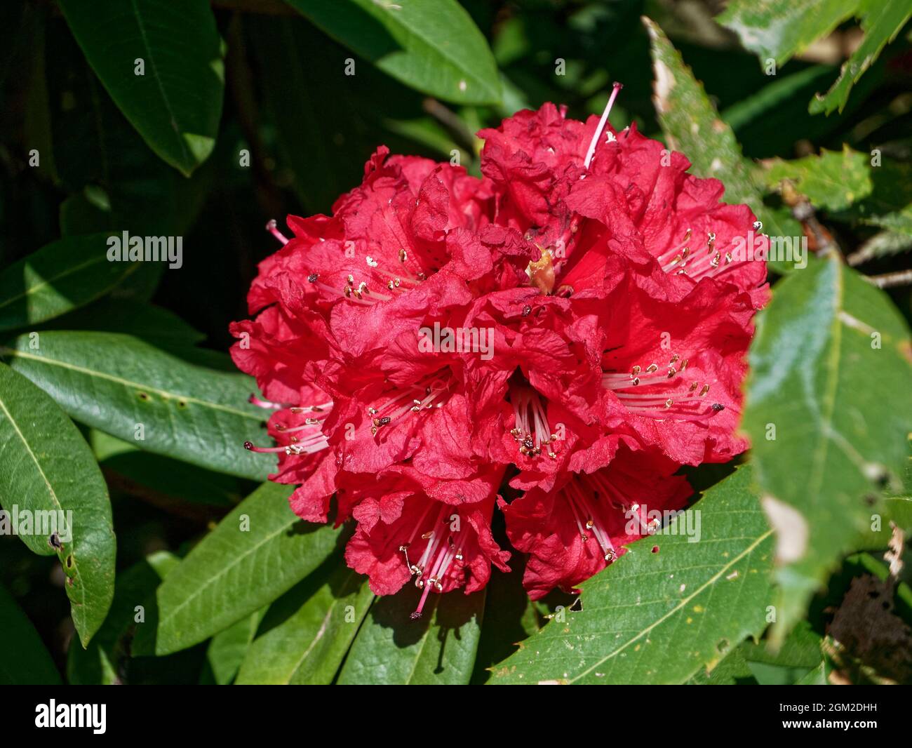 Red flowers Rhododendron ( Ericaceae) in Himalayan mountain at Kausani state Uttarakhand India March 11 2020 Stock Photo