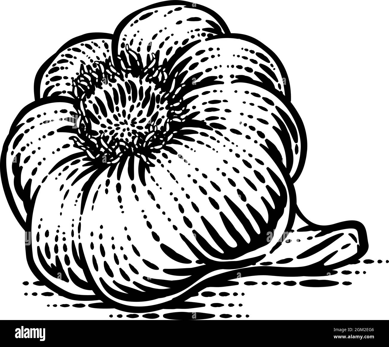 Garlic Vegetable Vintage Woodcut Illustration Stock Vector