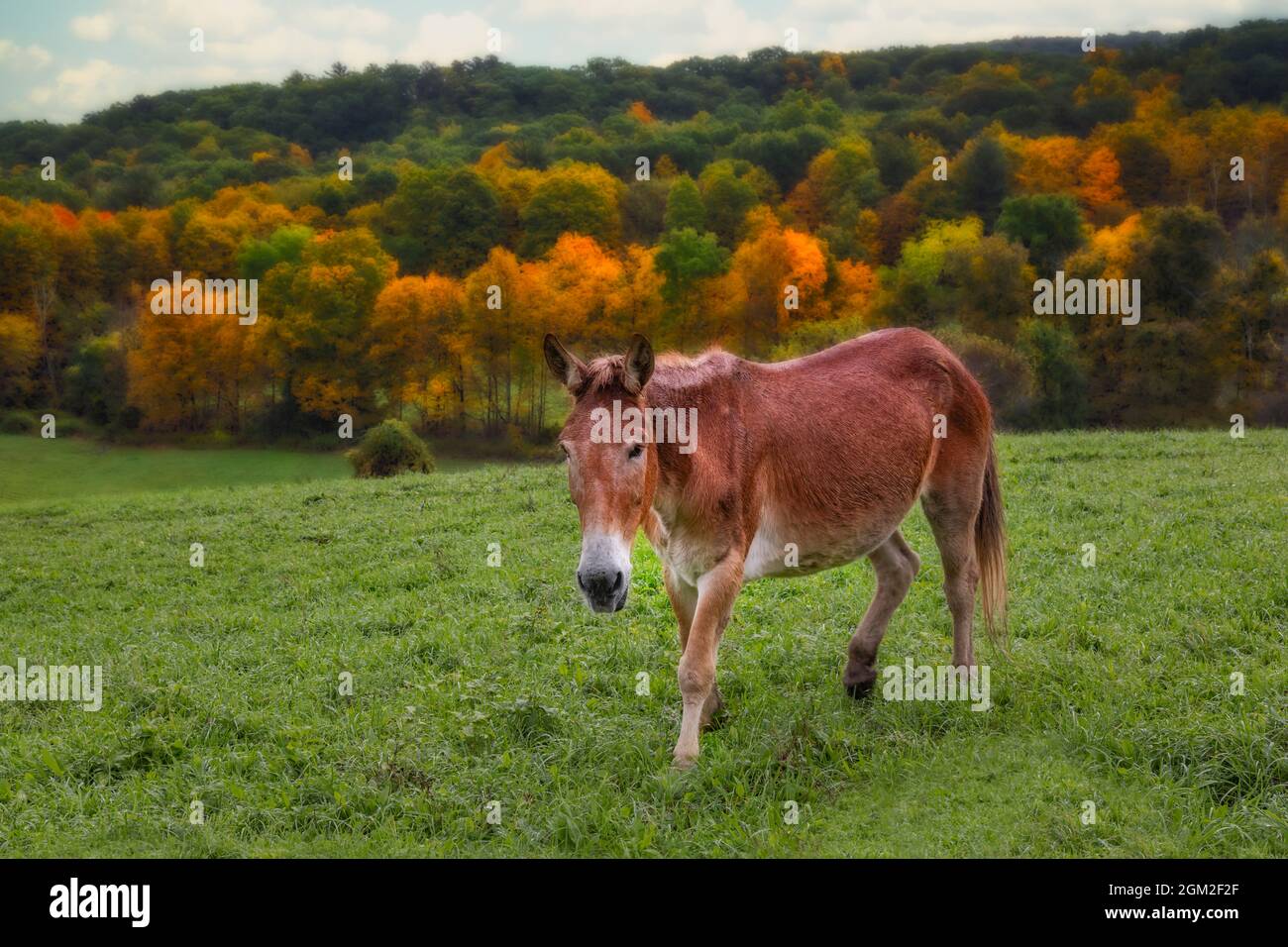 NY  Hudson Valley Countryside - A horse in the farm with the Mohonk Mountain and Shawangunk Ridge, also known as the Shawangunk Mountains or The Gunks Stock Photo