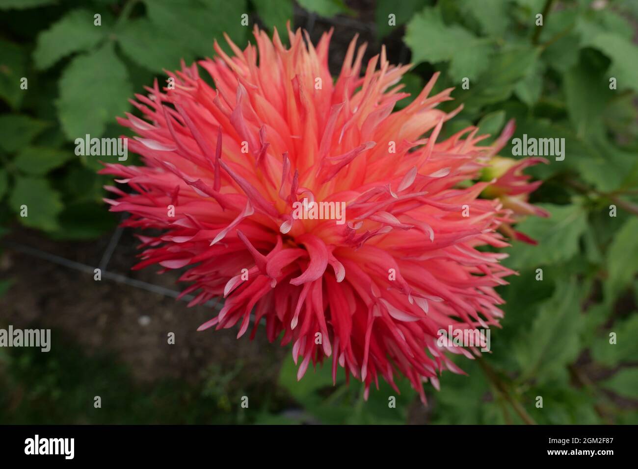 Side view of beautiful orange red coloured shaggy dahlia and foliage Stock Photo