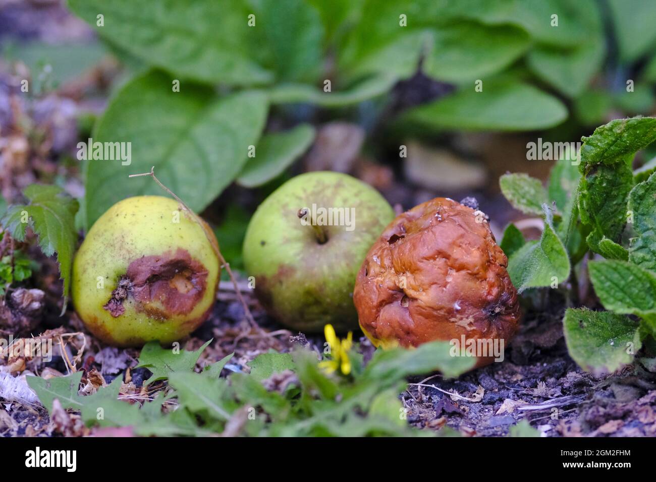 Windfall apples rotting on the ground Stock Photo