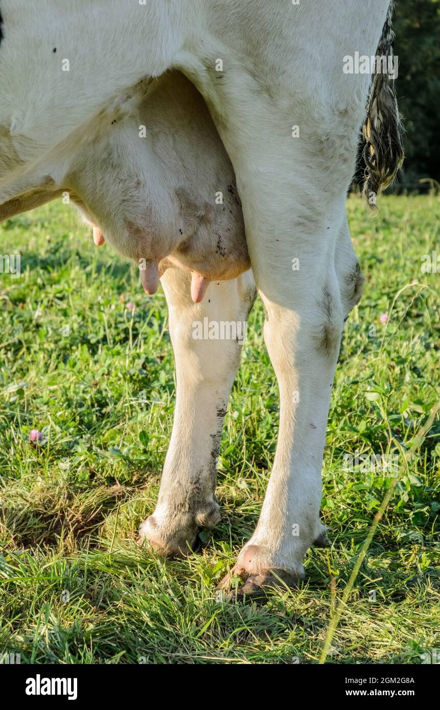 Fleckvieh cattle (Bos primigenius taurus), close-up of udder and hind legs, on a pasture in Germany, Europe Stock Photo