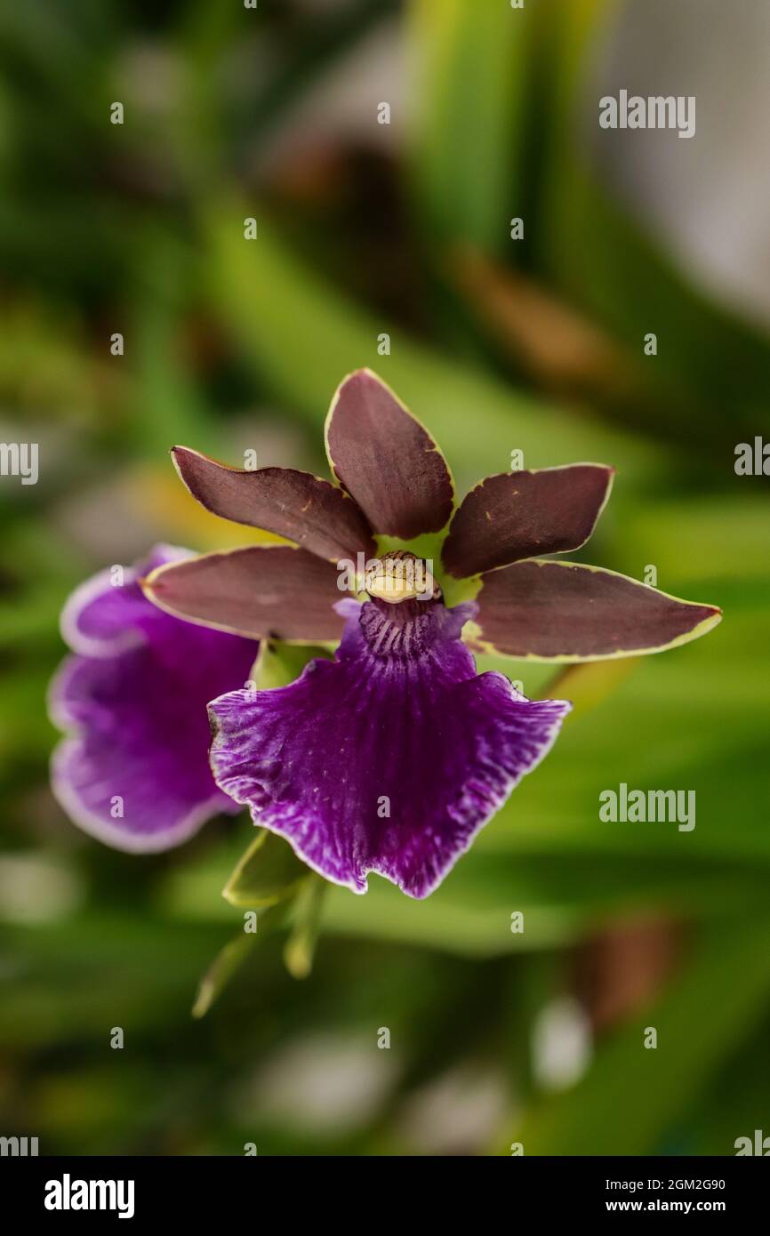 Zygopetalum flower with center focus and rest of image blurred Stock Photo