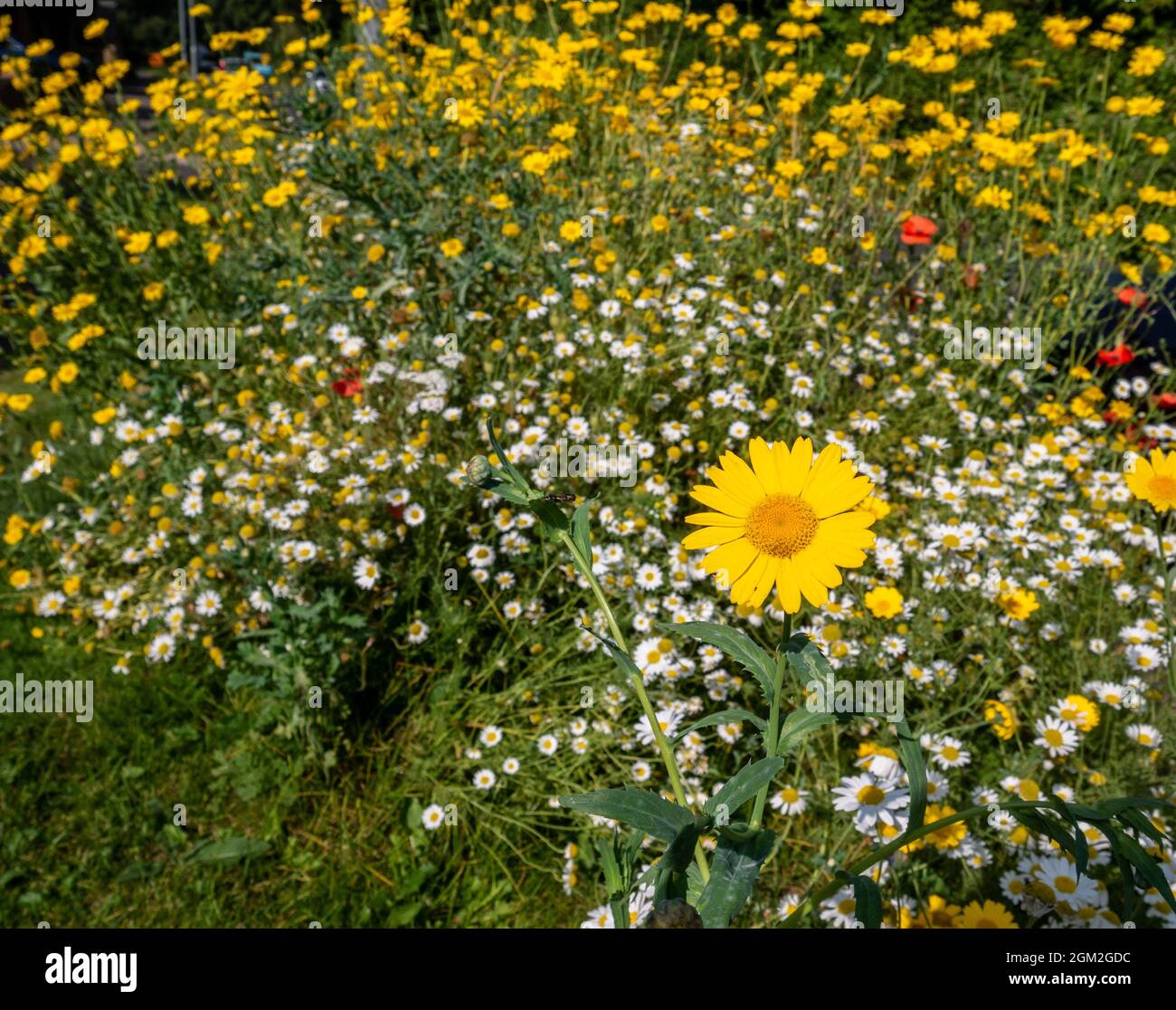 Roadside meadow flowers Stock Photo