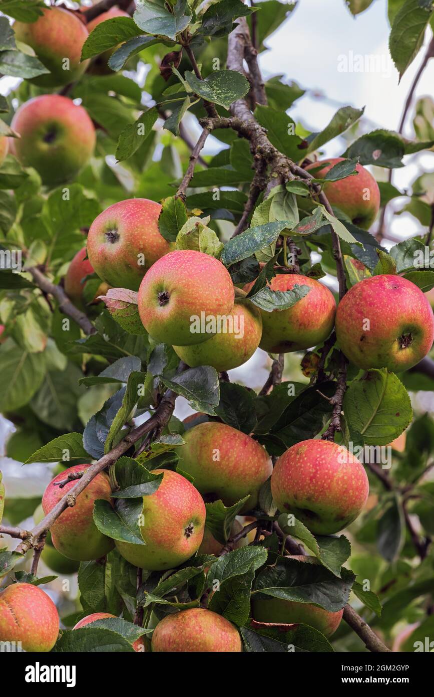 A cluster of red apples hanging down from a tree. Selective focus on the nearest apples. Stock Photo