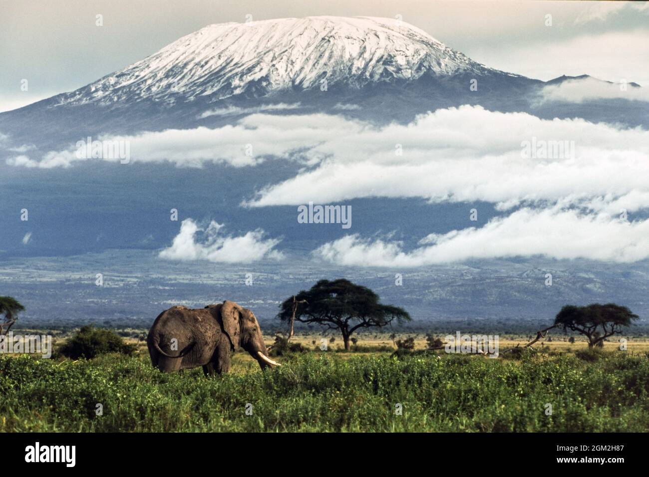 Mount Kilimanjaro with its snow-covered peak in 1989. In the foreground an elephant in Amboseli National Park, Kenya, Africa Stock Photo