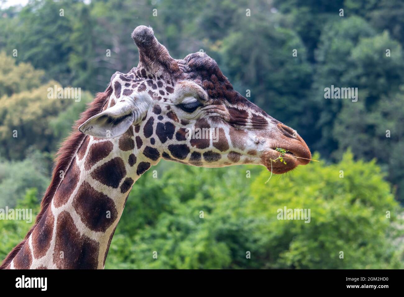 giraffe eating grass - giraffe head, green trees in the background Stock Photo