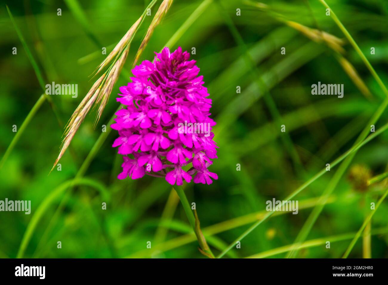 orchis in savoie in france Stock Photo