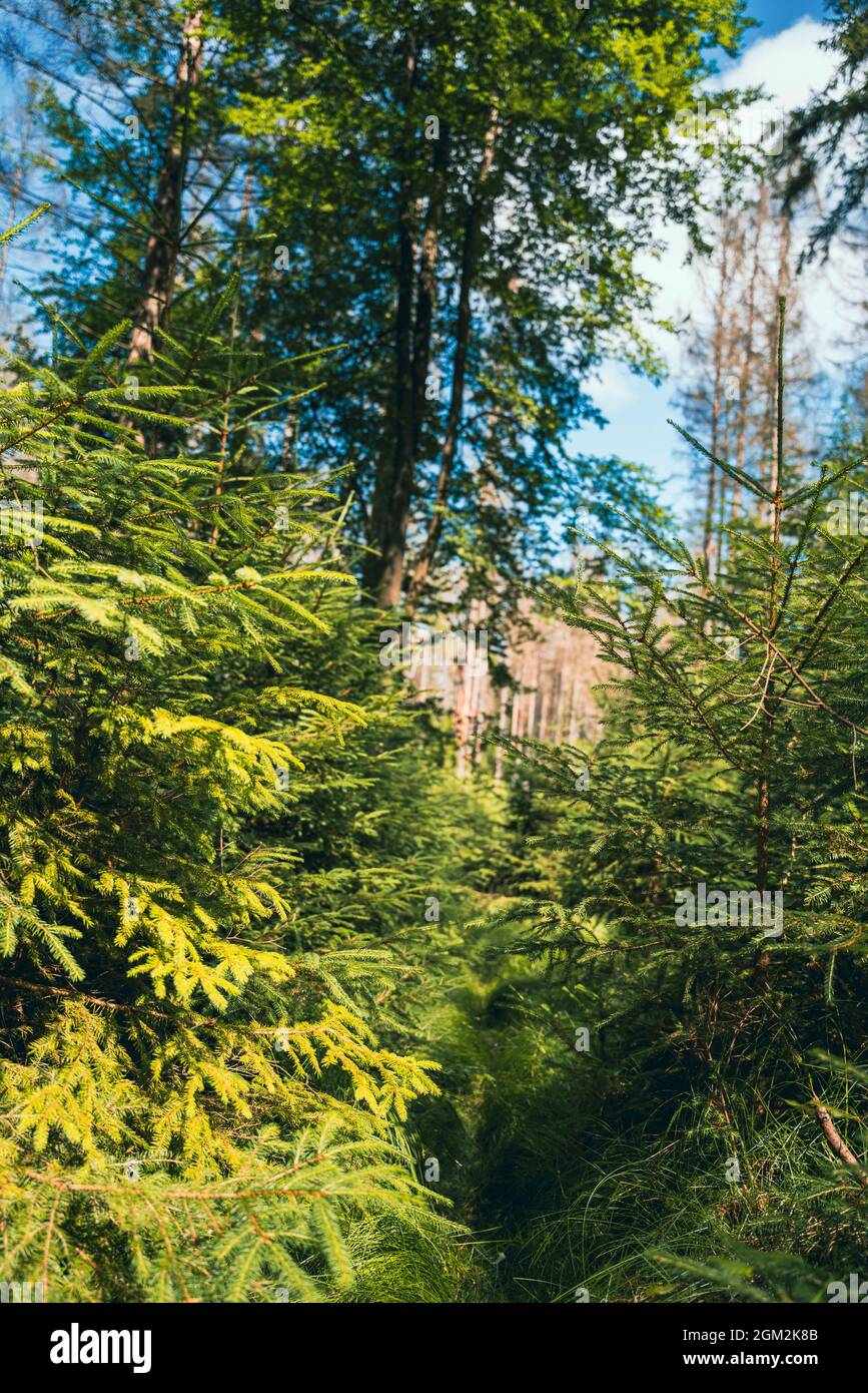 Beautiful green forest vertical hi-res stock photography and images - Alamy