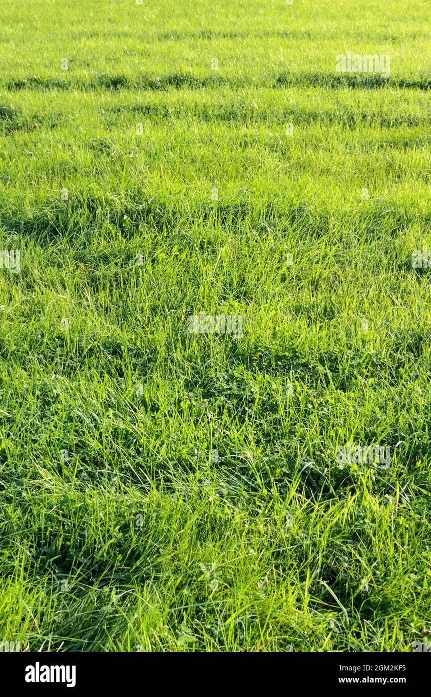 Green grass meadow Stock Photo - Alamy