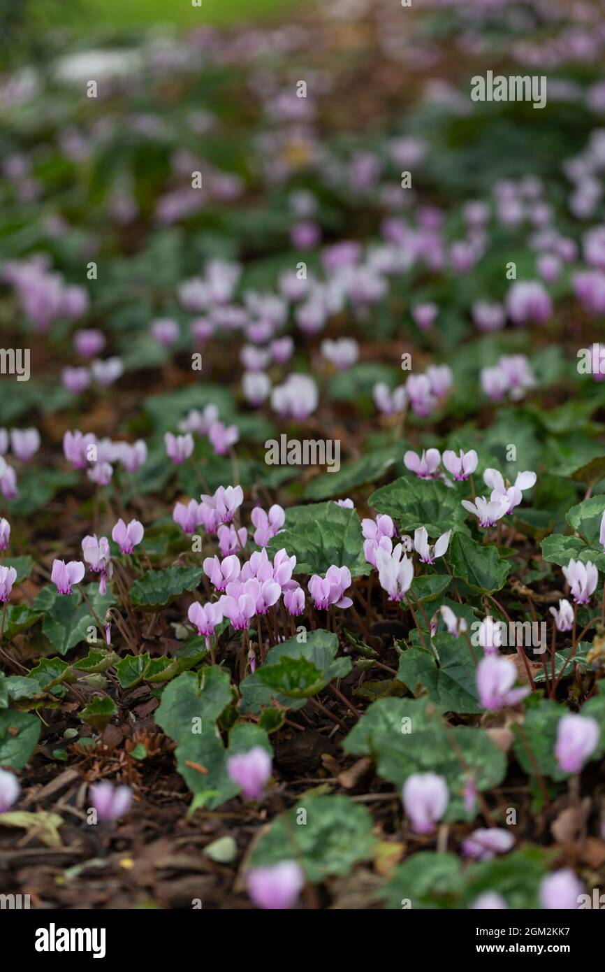 Pale pink cyclamen flowering in October Stock Photo