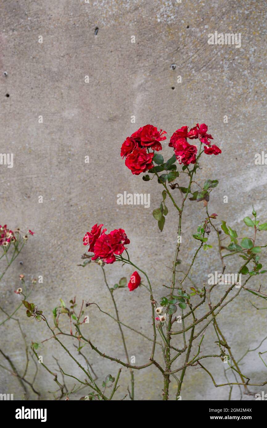 Bright red, wilting roses against a concrete wall Stock Photo