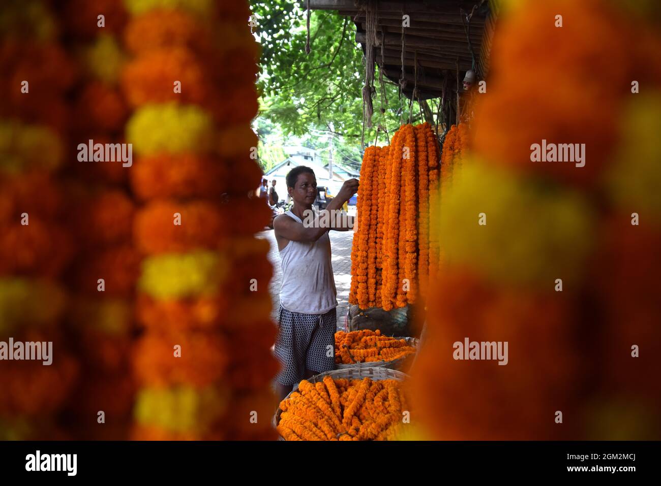 State flower of assam hires stock photography and images Alamy