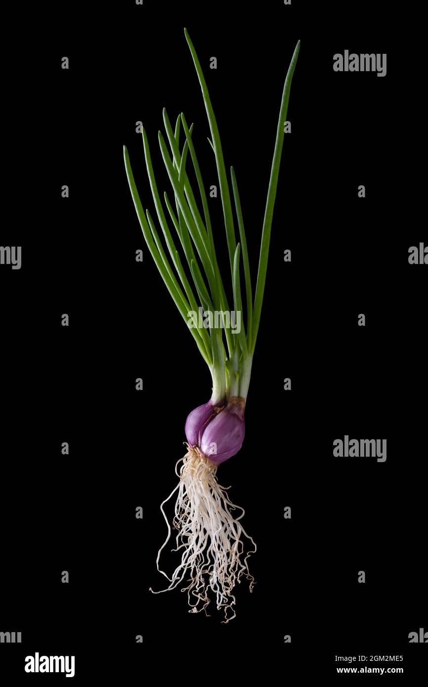growing spring onion plant with leaves, bulb and roots, isolated on