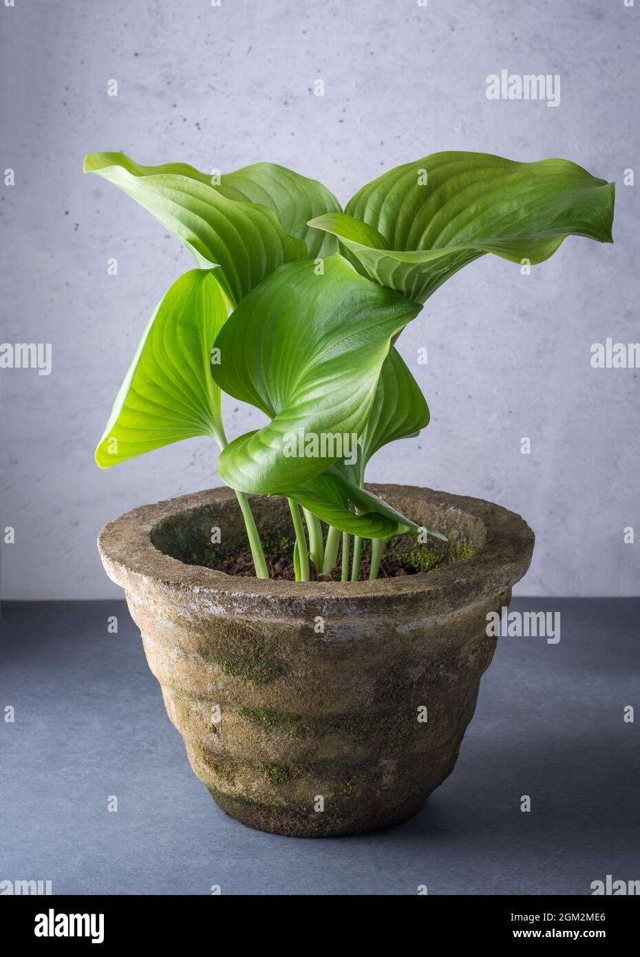 heart shaped leaves green tropical plant on a cement pot Stock Photo