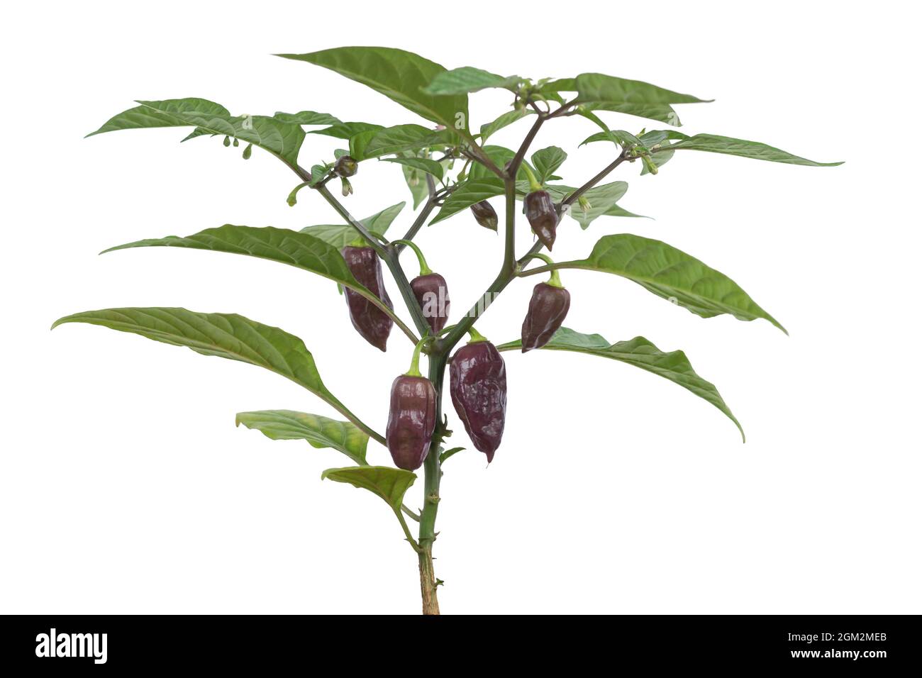 hottest capsicum chinense, habanero chilli peppers plant with purple chilli peppers, green chilli plant with leaves and flowers isolated in white Stock Photo