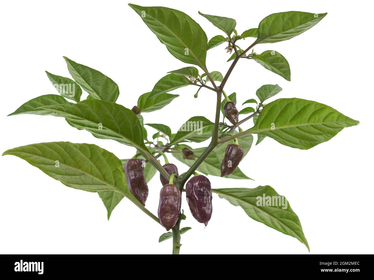 hottest capsicum chinense, habanero chilli peppers plant with purple chilli peppers, green chilli plant with leaves and flowers isolated in white Stock Photo