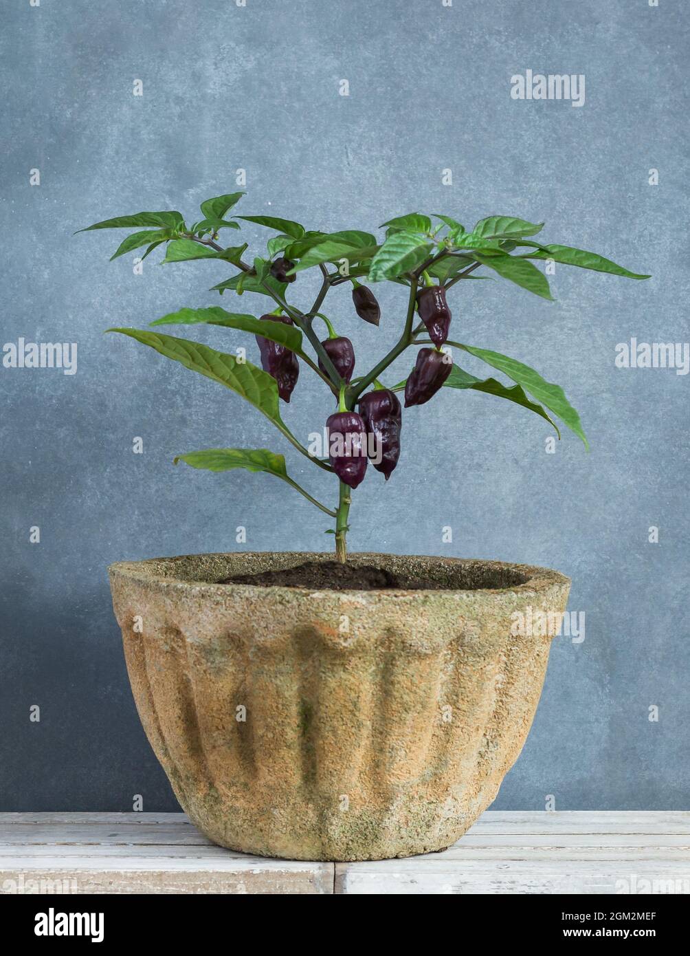 hottest capsicum chinense, habanero chilli peppers plant with purple chilli peppers grown in a cement container or pot at home garden, growing vegetab Stock Photo