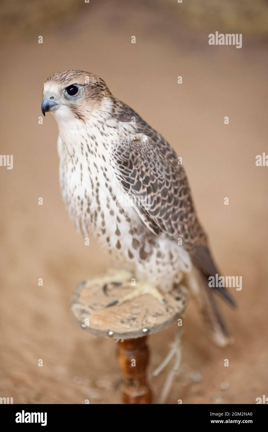 Peregrine falcon (Falco Peregrinus) used for hunting in the desert in Saudi Arabia Stock Photo