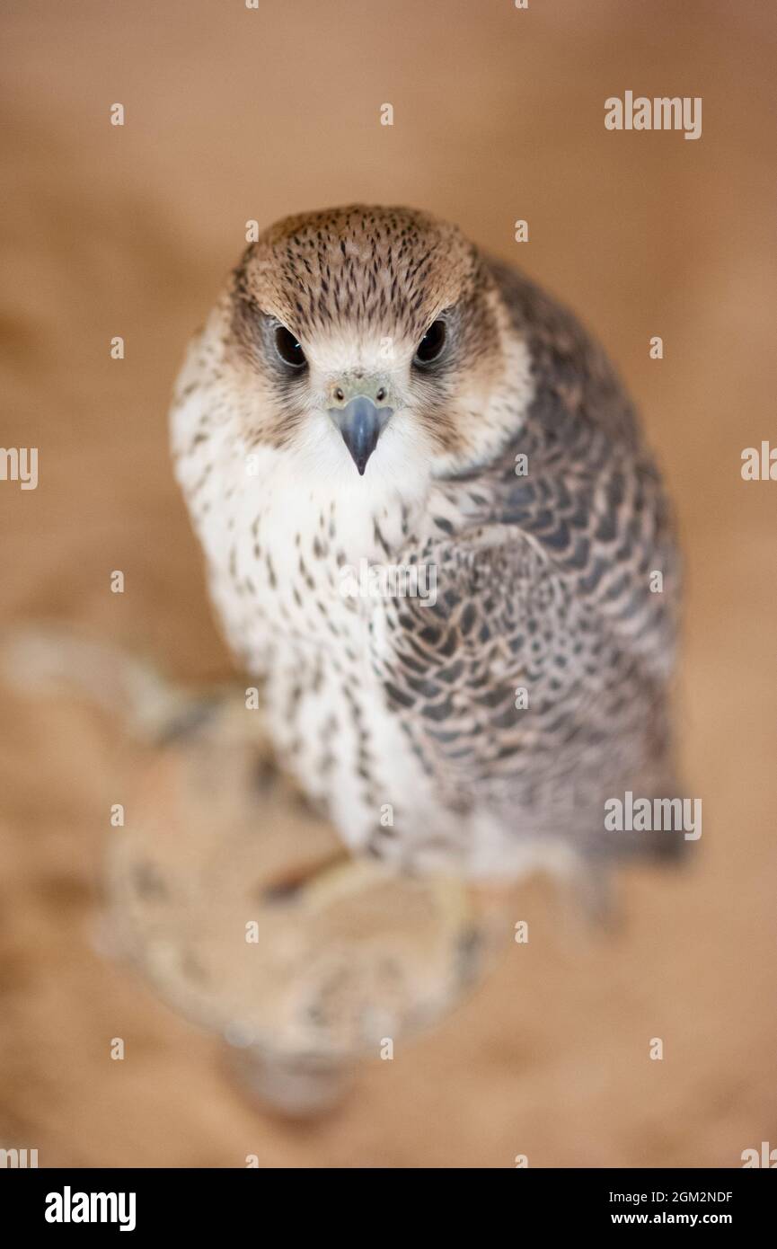 Peregrine falcon (Falco Peregrinus) used for hunting in the desert in Saudi Arabia Stock Photo