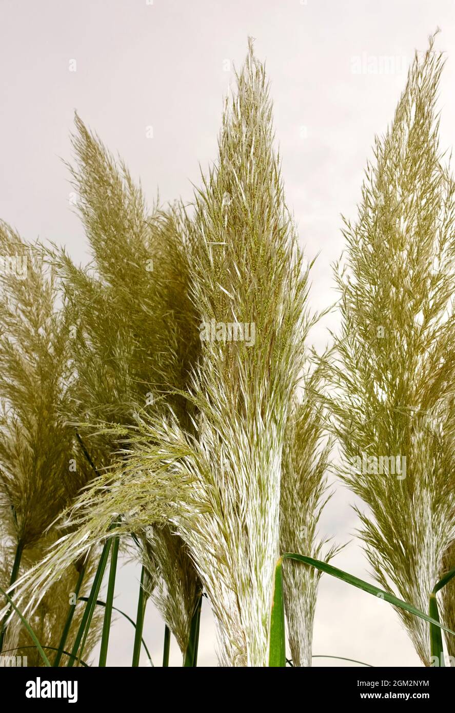 Cortaderia selloana, commonly known as pampas grass Stock Photo - Alamy