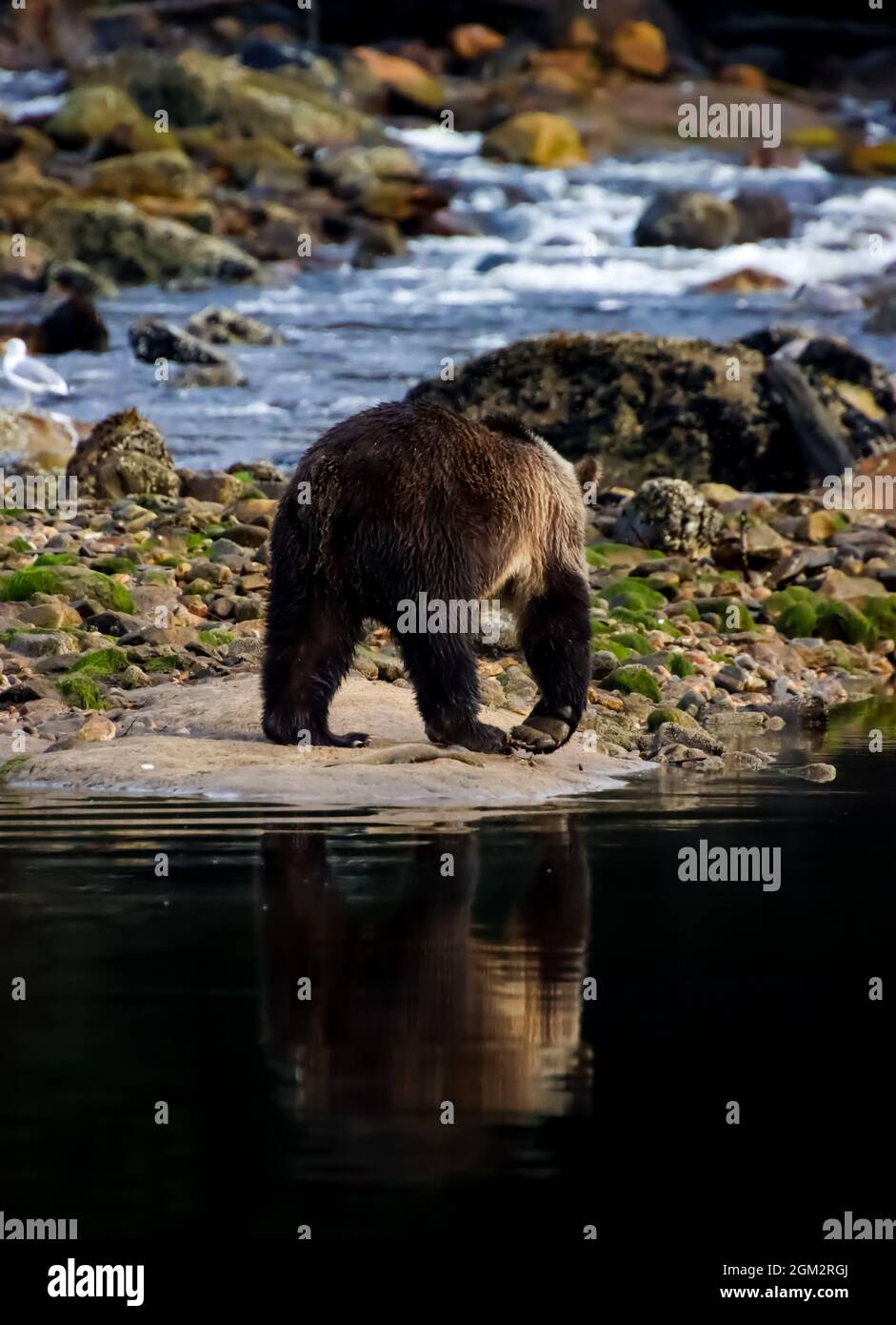 Grizzly bear walking on a sandbar with its reflection in the dark water  Stock Photo - Alamy