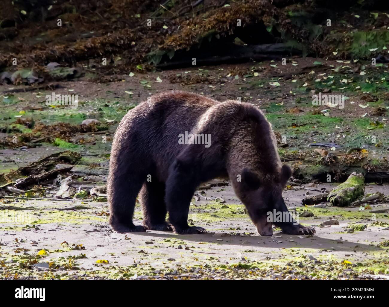 Grizzly bear walking on a sandbar in the Kutzeymateen inlet in British Columbia. Stock Photo