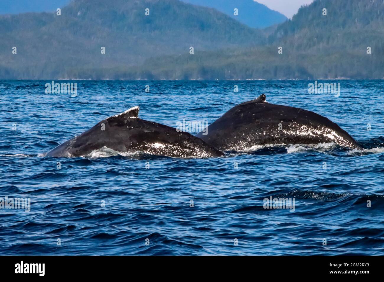 Close up view of two Humpback whales swimming in the ocean Stock Photo ...