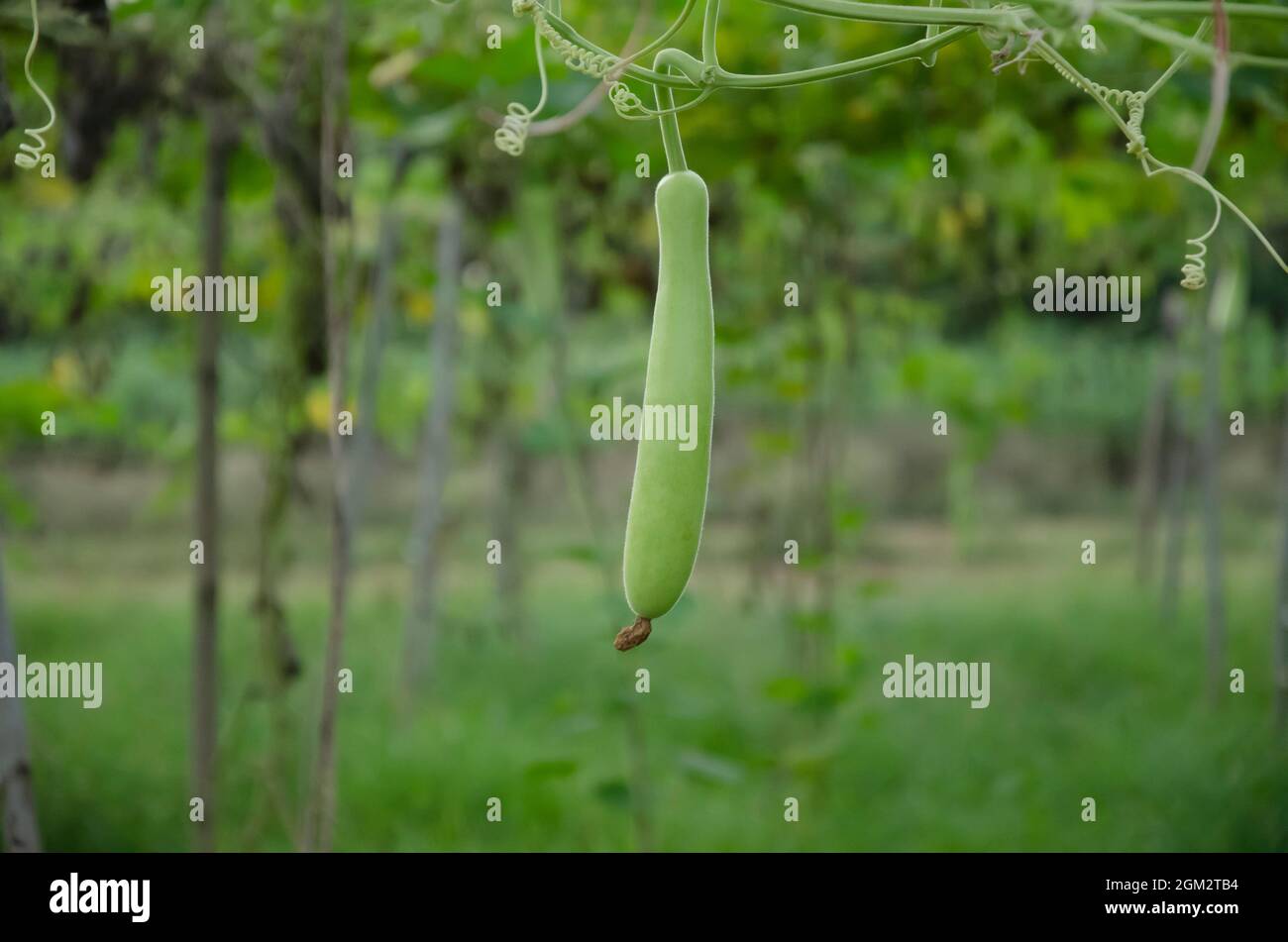 HANGING GREEN LONG GOURD WITH GREEN LEAVES WITH GREEN BACKGROUND