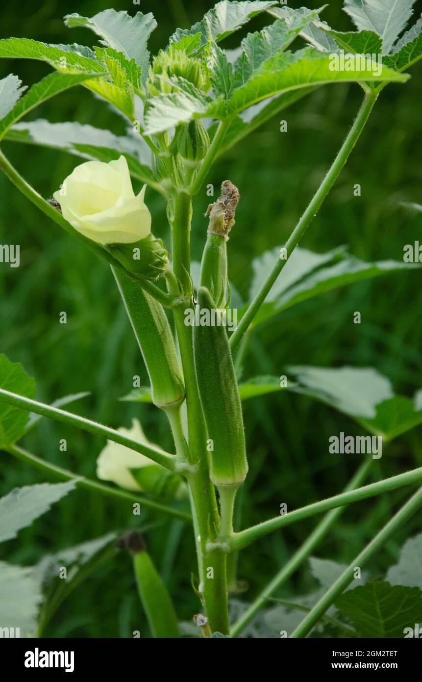 GREEN LADYFINGER PLANT WITH GREEN LEAVES IN VERTICAL Stock Photo - Alamy